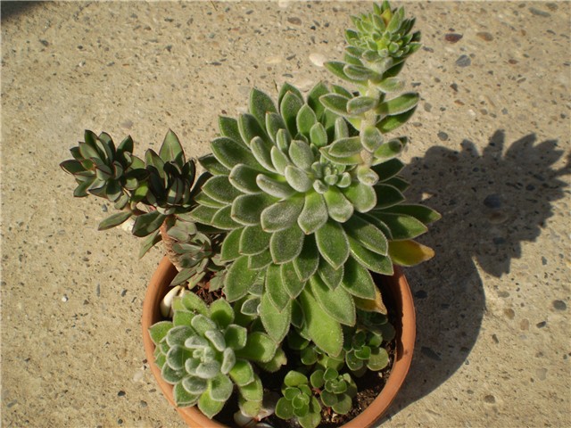 echeveria